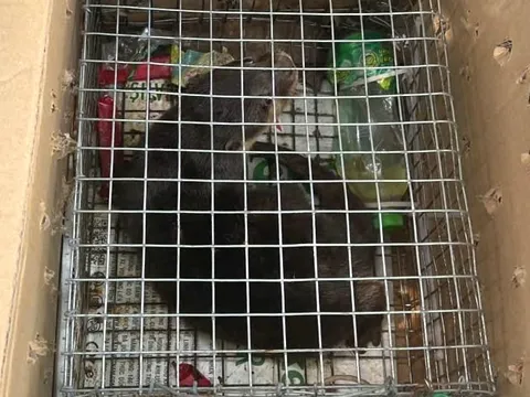 Khởi tố người phụ nữ buôn bán động vật hoang dã, quý hiếm