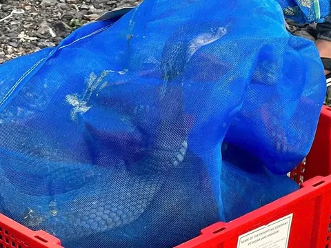 Số phận 676 cá thể rắn hổ mang vận chuyện ‘lậu’ ở Quảng Trị sẽ ra sao?