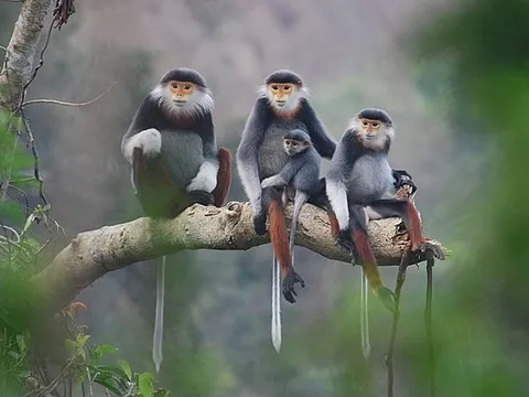 Hoàn thiện khung pháp lý về bảo tồn loài nguy cấp, quý, hiếm