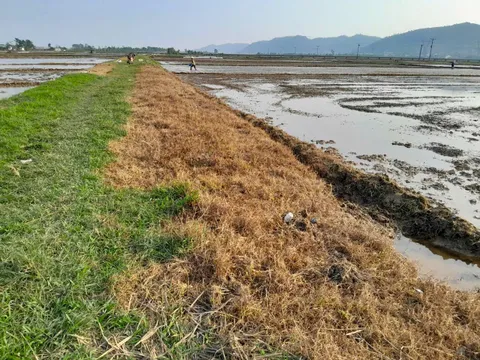 Khi vùng an toàn thực phẩm… không còn an toàn