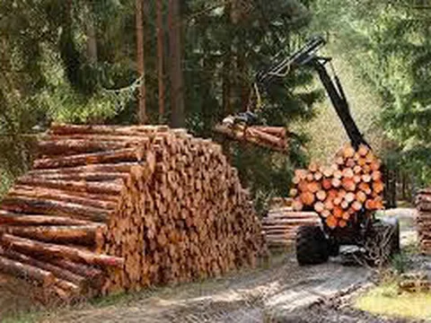 Hướng dẫn xác định nghĩa vụ thuế GTGT đối với lâm sản đã qua sơ chế