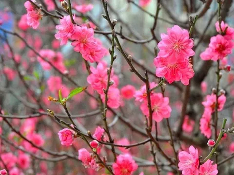 Em ở đâu giữa Tết xưa nhiều gió