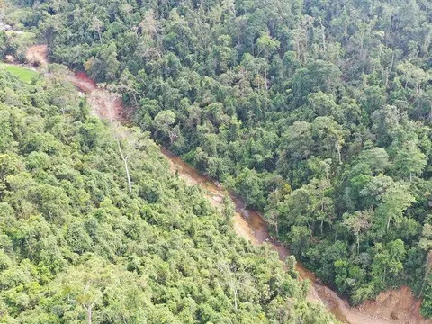 Đất rừng tự khai hoang vướng quy hoạch lâm nghiệp, có được cấp sổ đỏ?