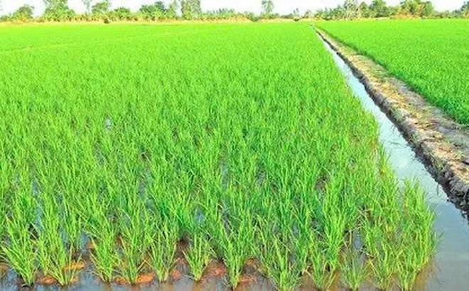 Muốn chuyển đất trồng lúa sang đất trồng cây lâu năm, cần đáp ứng điều kiện gì?