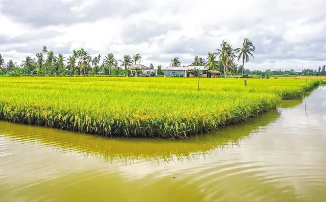 Đất trồng lúa sát khu dân cư có được chuyển sang đất ở?