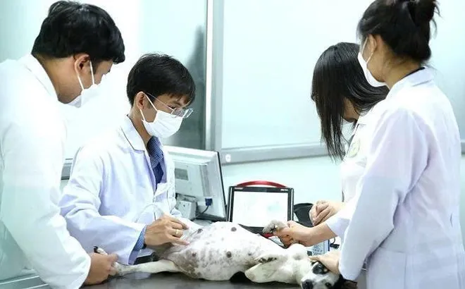 Khi nào viên chức thú y chuyển về cấp xã được hưởng phụ cấp ưu đãi nghề?