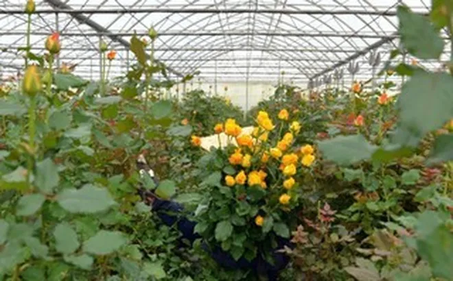 Nhập khẩu giống hoa để sản xuất, xuất khẩu có phải tự công bố thông tin?